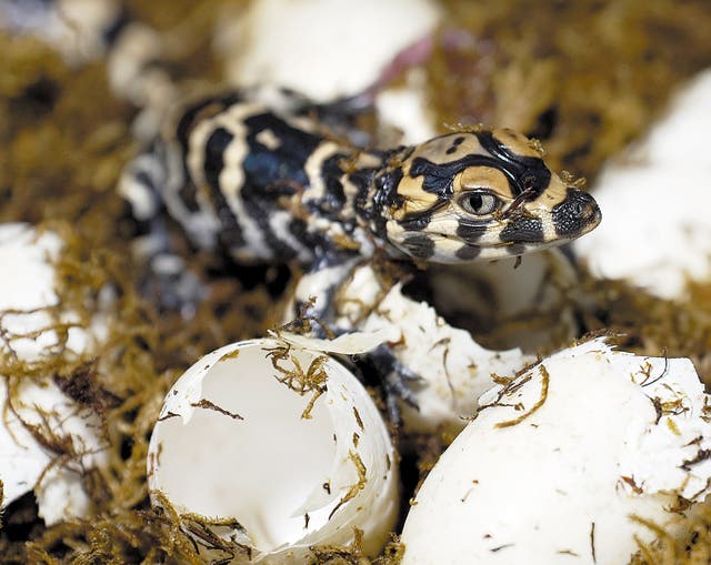 <p>A Chinese alligator is hatched from an egg in an incubator in Anhui province in August 2023</p>